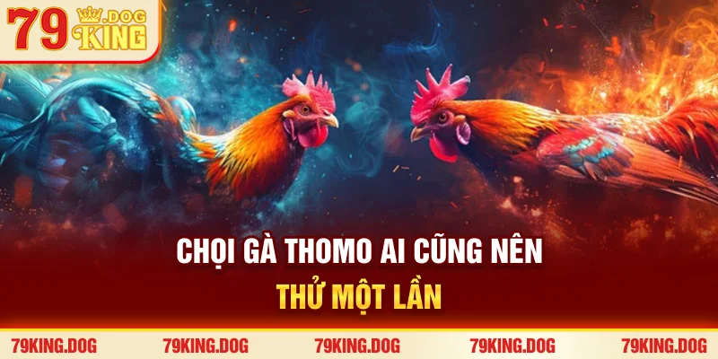Chọi gà Thomo ai cũng nên thử một lần