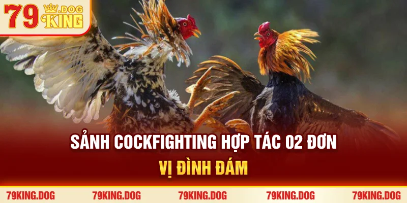 Sảnh Cockfighting hợp tác 02 đơn vị đình đám