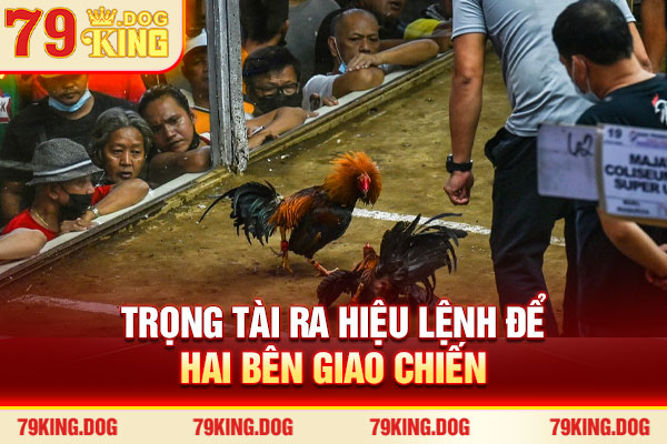 Trọng tài ra hiệu lệnh để hai bên giao chiến